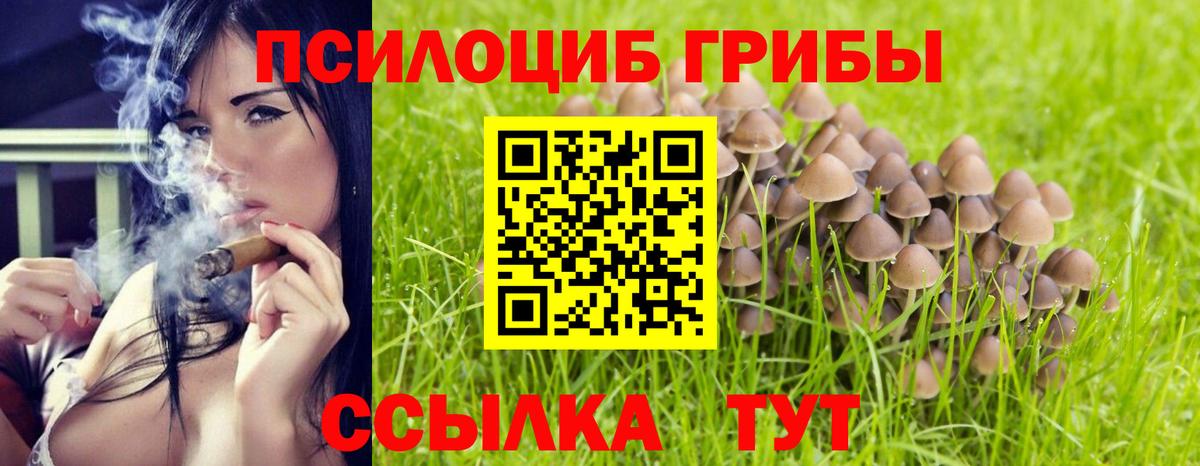 дарнет шоп  Псилоцибиновые грибы GOLDEN TEACHER  Вход с VPN  Каспийск  Галлюциногенные грибы GOLDEN TEACHER 